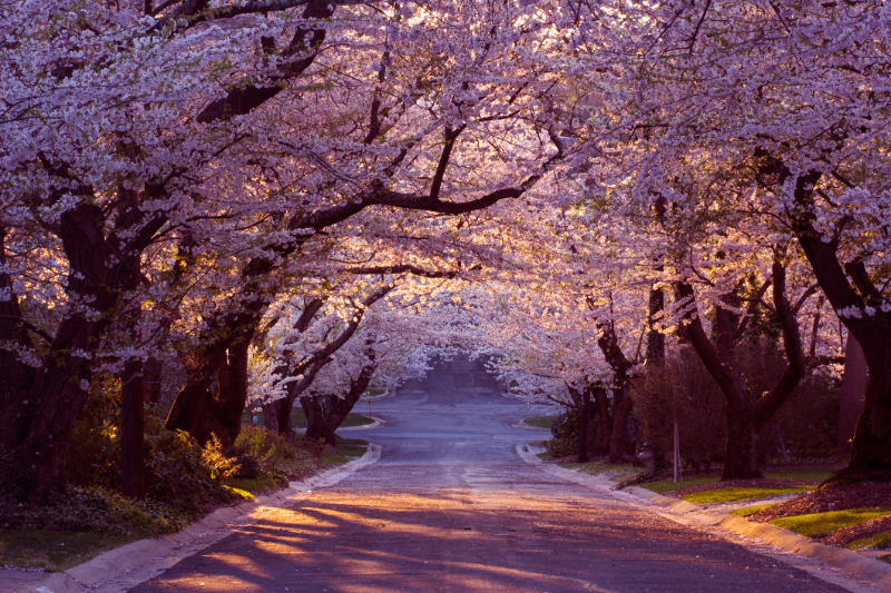 Suburban-road-in-tunnel-of-cherry-blossoms-Washington-DC